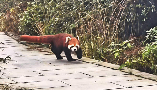 牛盈宝 太萌了！游客在峨眉山万佛顶邂逅小熊猫，冲镜头露脸后淡定离开